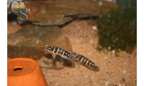 Julidochromis transcriptus gombe